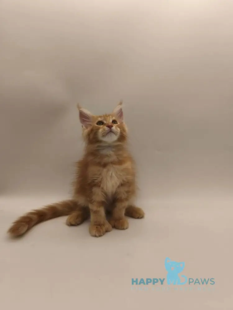 Patrick Maine Coon male red tabby live animals