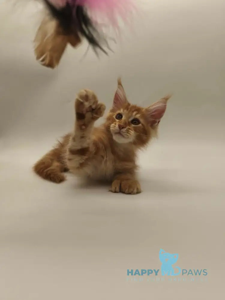 Patrick Maine Coon male red tabby live animals