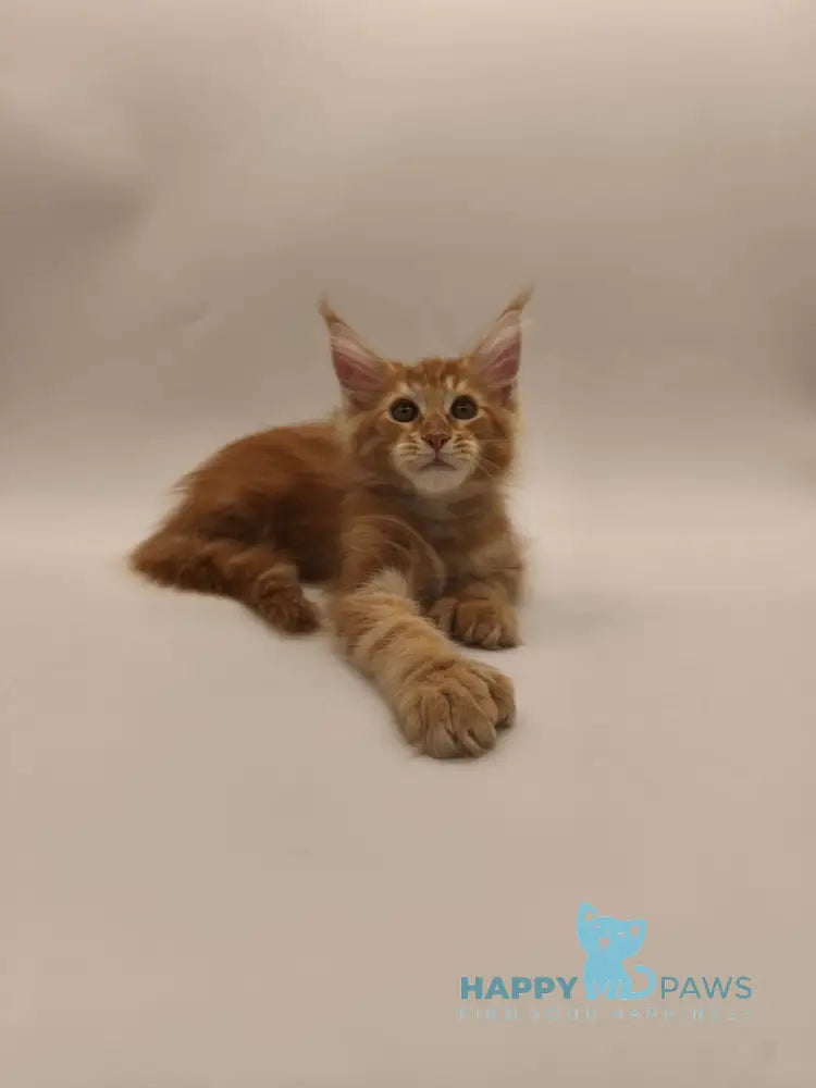 Patrick Maine Coon male red tabby live animals