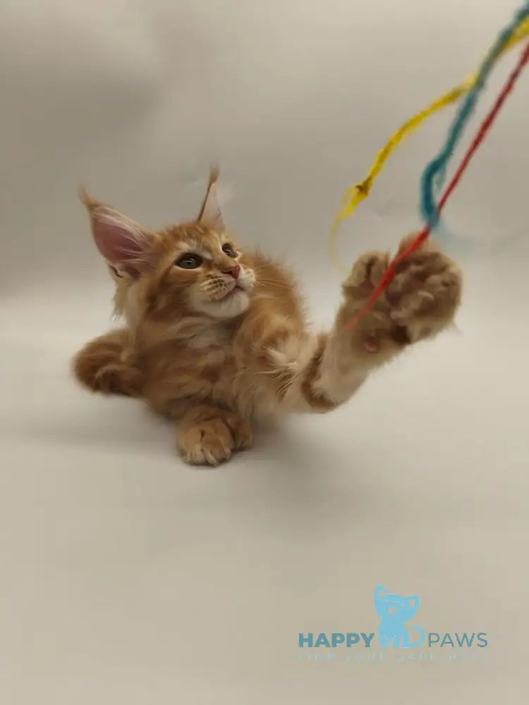 Patrick Maine Coon male red tabby live animals