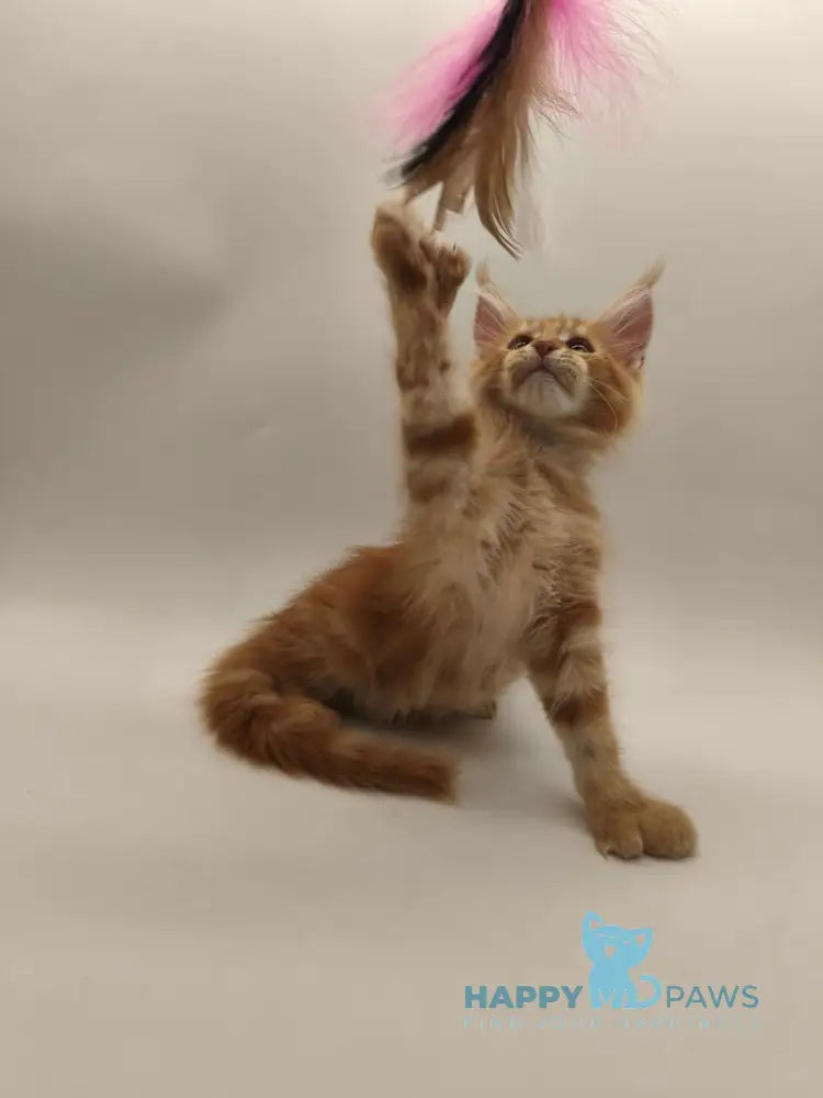 Patrick Maine Coon male red tabby live animals