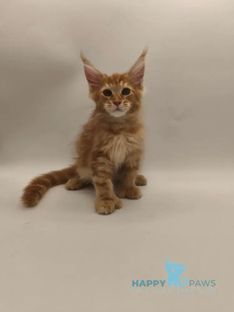 Patrick Maine Coon male red tabby live animals