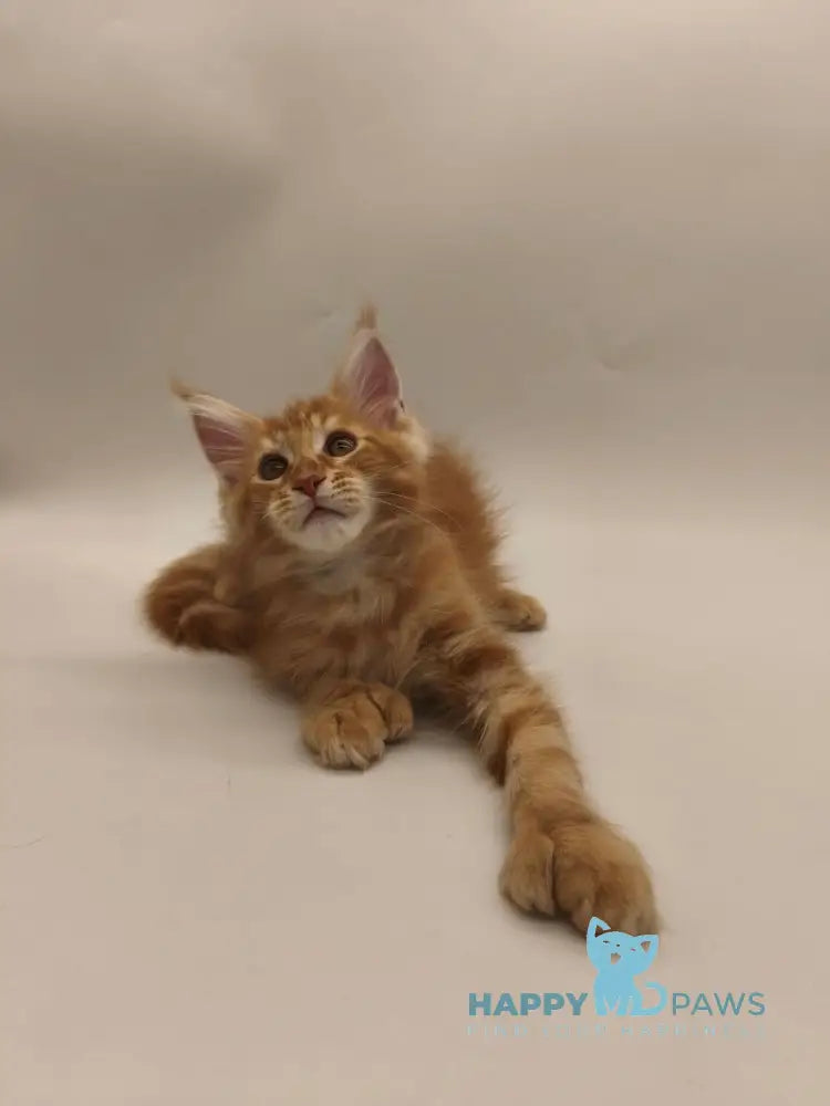 Patrick Maine Coon male red tabby live animals