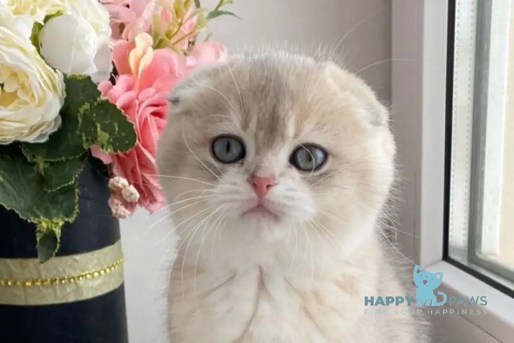 Patrick Scottish Fold male blue golden shaded live animals