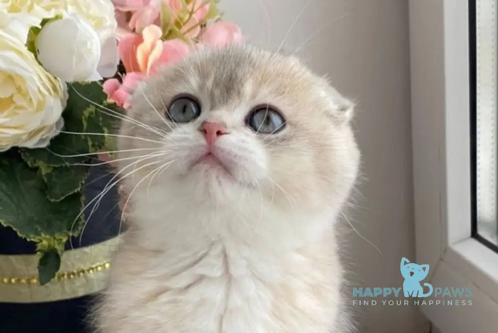 Patrick Scottish Fold male blue golden shaded live animals