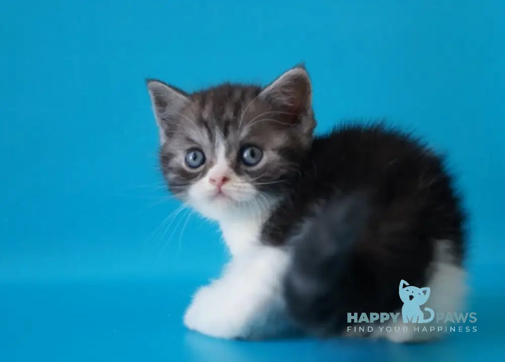 Patrick Scottish Straight male black silver bicolour live animals