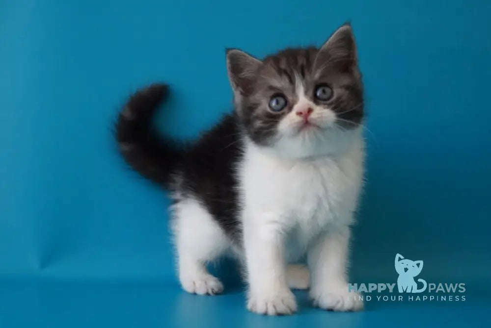 Patrick Scottish Straight male black silver bicolour live animals