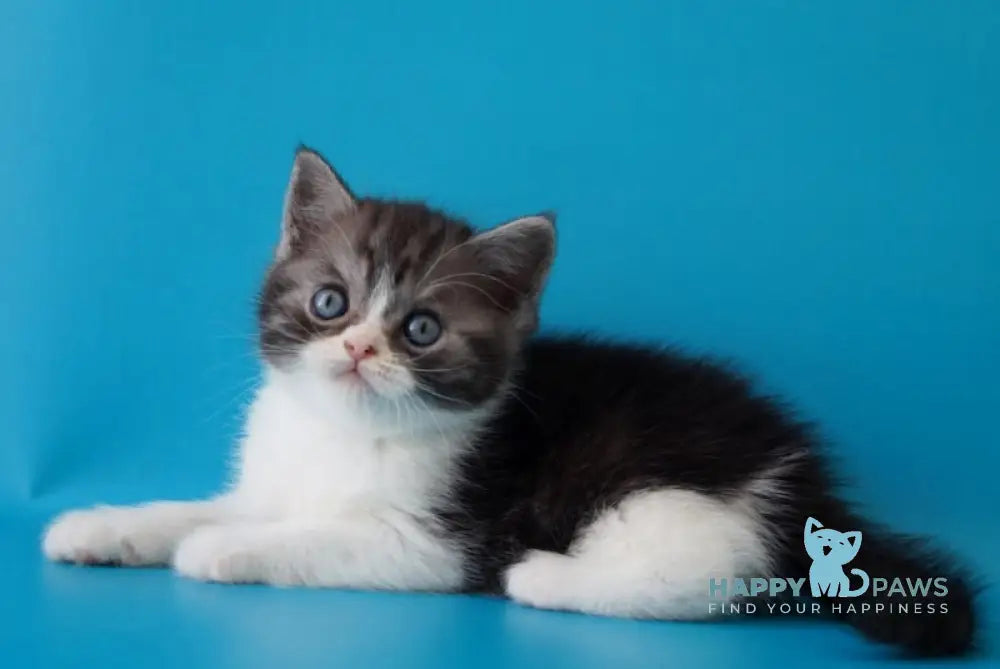 Patrick Scottish Straight male black silver bicolour live animals