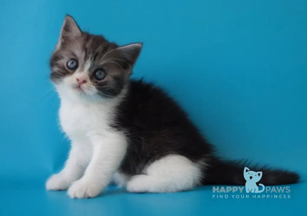 Patrick Scottish Straight male black silver bicolour live animals