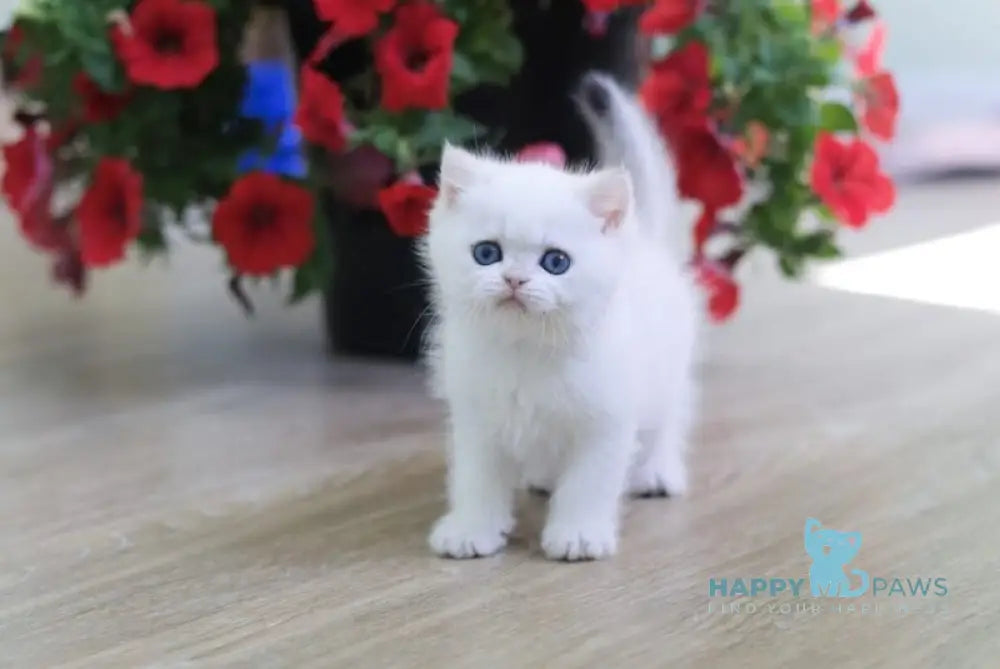 Patrik British Shorthair male black golden chinchilla pointed live animals