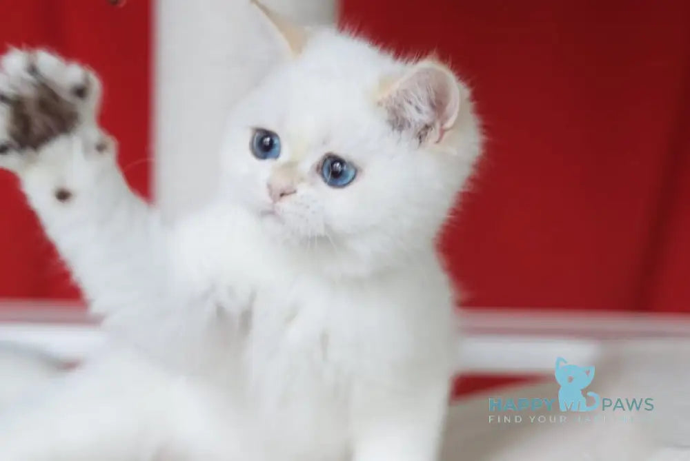 Patrik British Shorthair male black golden chinchilla pointed live animals
