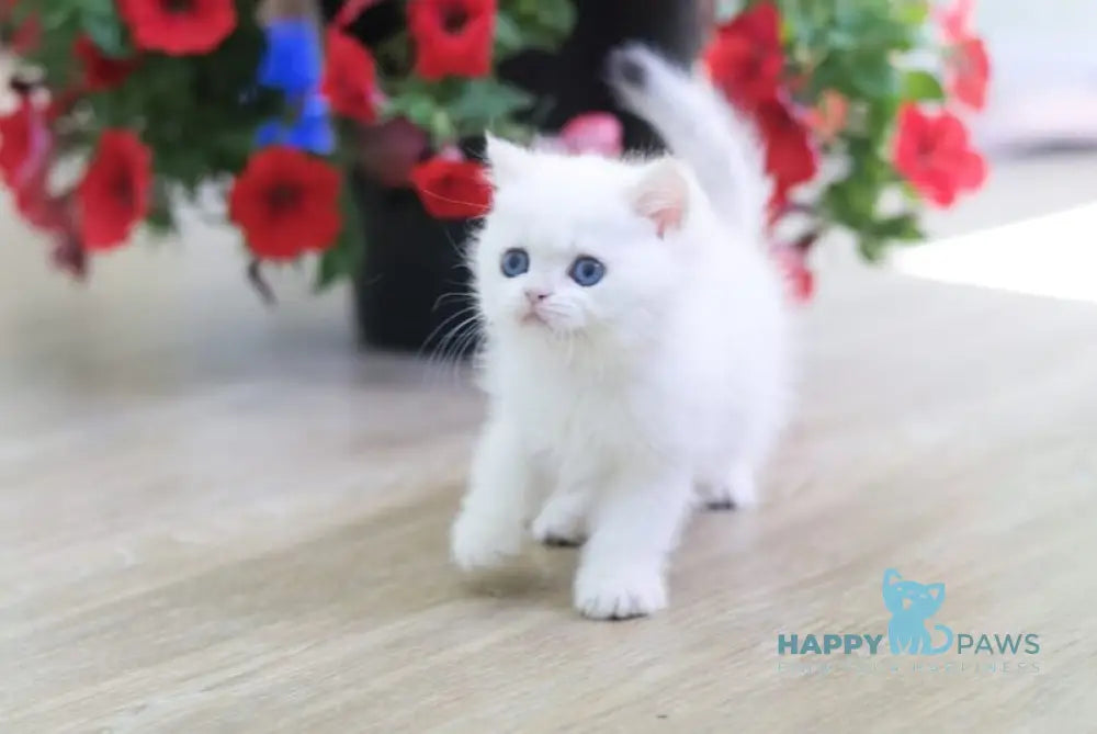 Patrik British Shorthair male black golden chinchilla pointed live animals