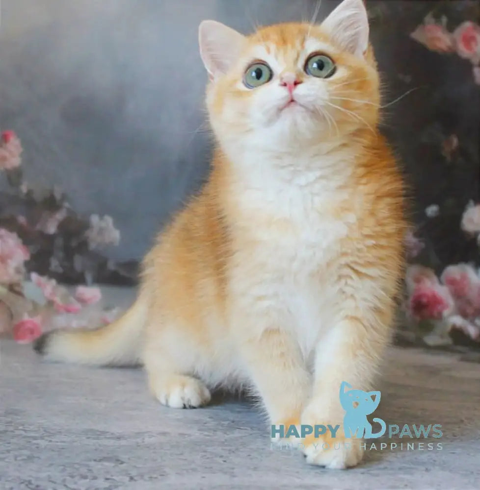Patrik British Shorthair male black golden shaded live animals
