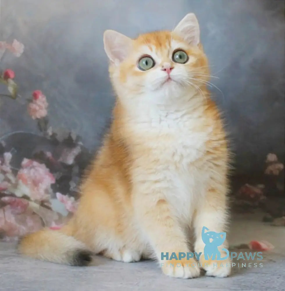 Patrik British Shorthair male black golden shaded live animals