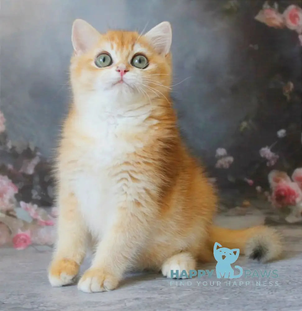 Patrik British Shorthair male black golden shaded live animals