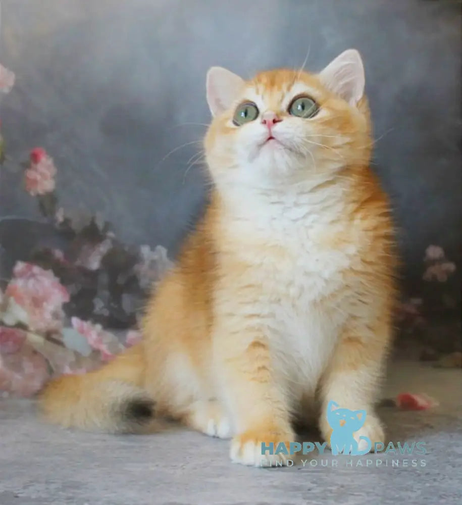 Patrik British Shorthair male black golden shaded live animals