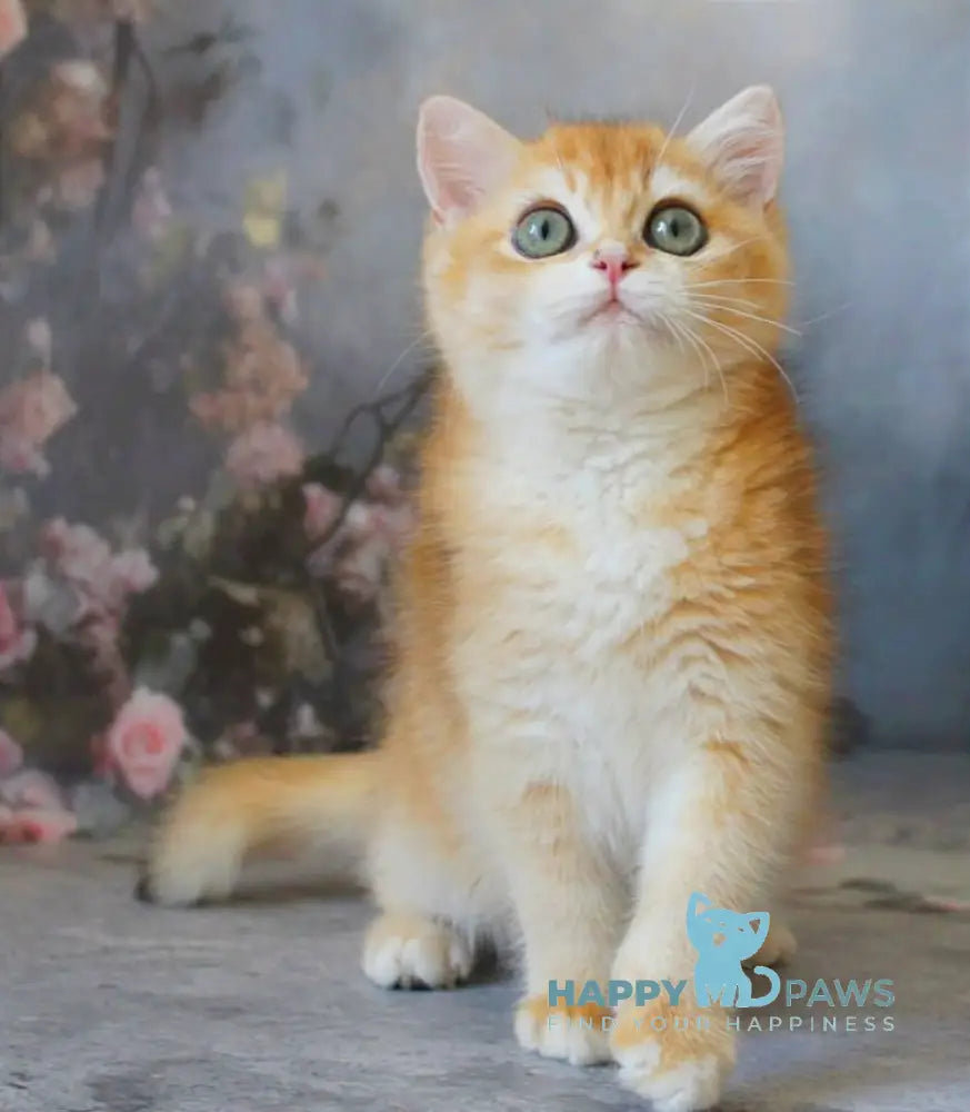 Patrik British Shorthair male black golden shaded live animals