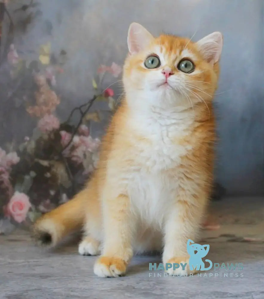 Patrik British Shorthair male black golden shaded live animals
