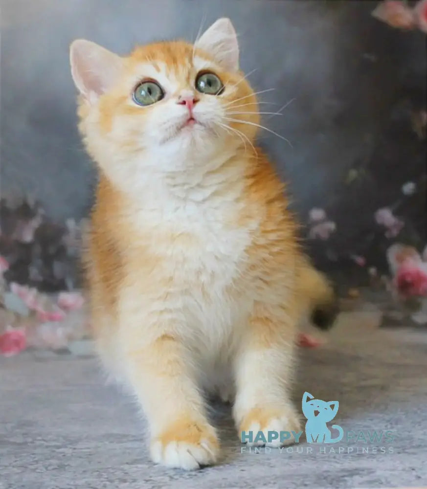 Patrik British Shorthair male black golden shaded live animals