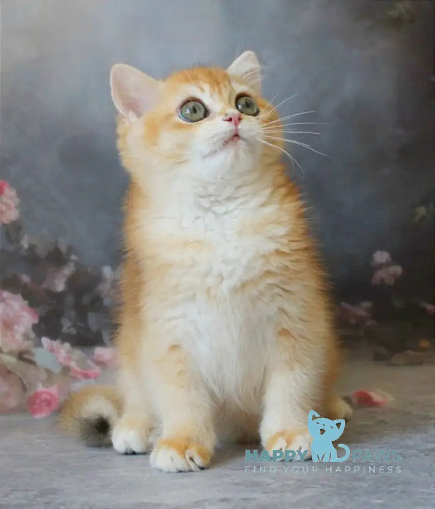 Patrik British Shorthair male black golden shaded live animals