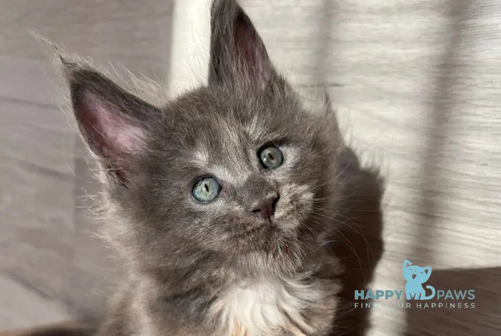 Patrik Maine Coon female blue tortie live animals