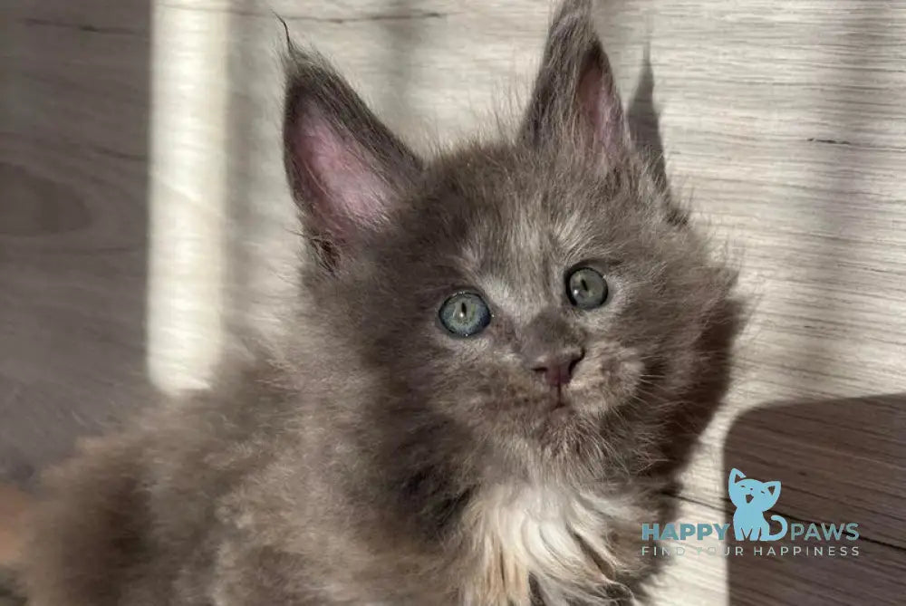 Patrik Maine Coon female blue tortie live animals