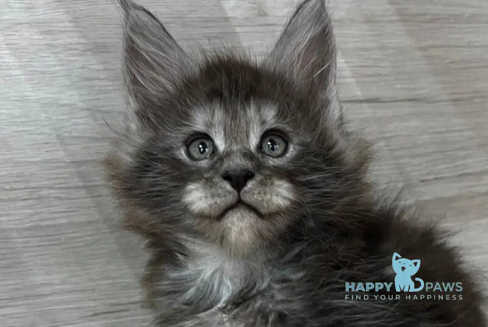 Patrik Maine Coon male black silver live animals