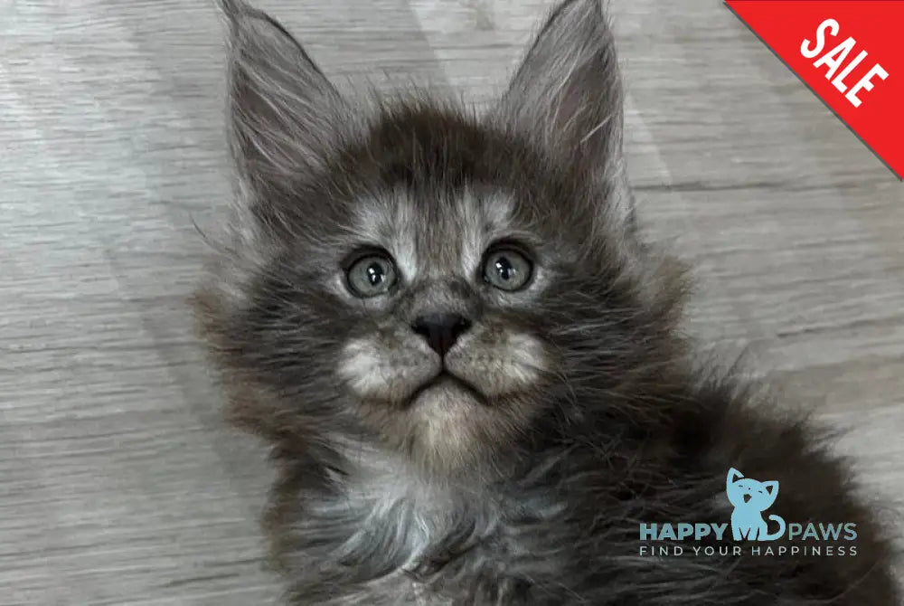 Patrik Maine Coon male black silver live animals