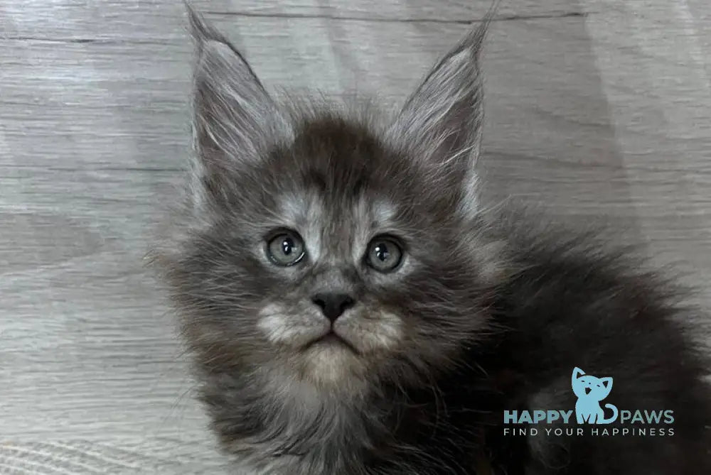Patrik Maine Coon male black silver live animals