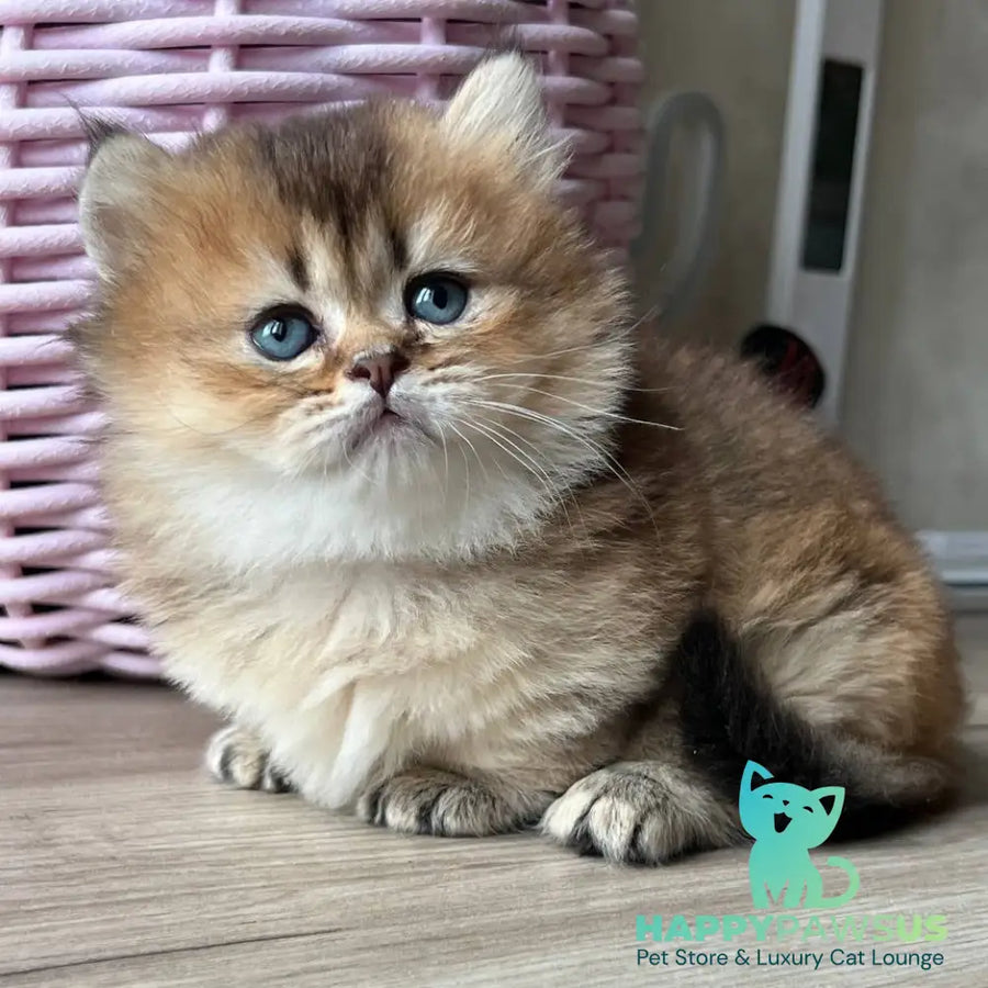Patrik Munchkin male black golden ticked tabby - live animals