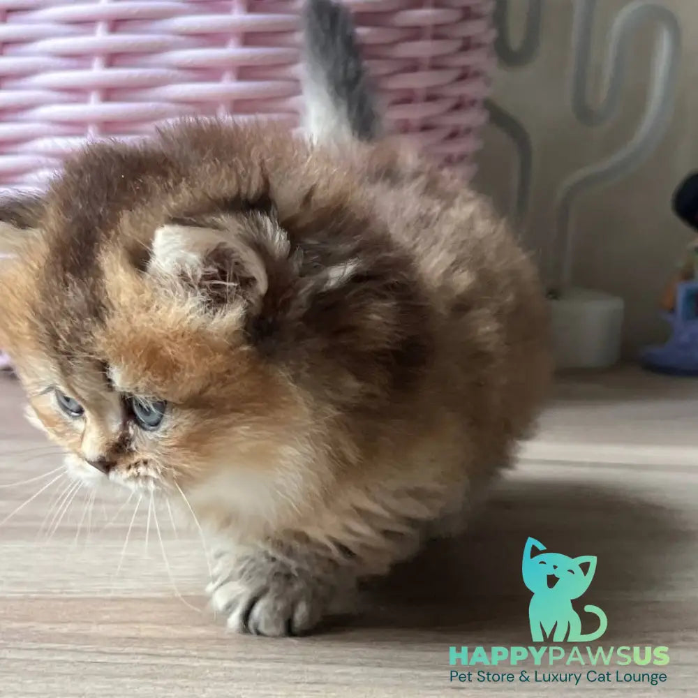 Patrik Munchkin male black golden ticked tabby - live animals