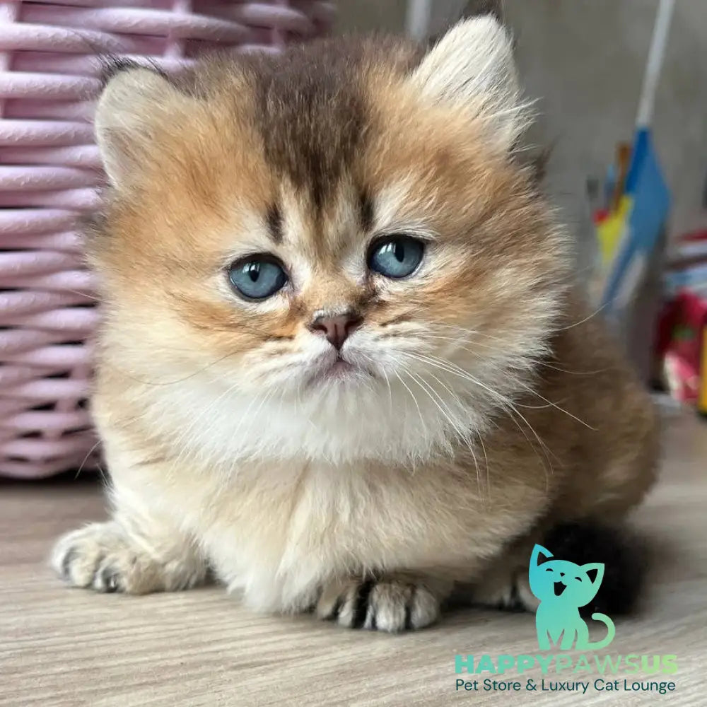 Patrik Munchkin male black golden ticked tabby - live animals