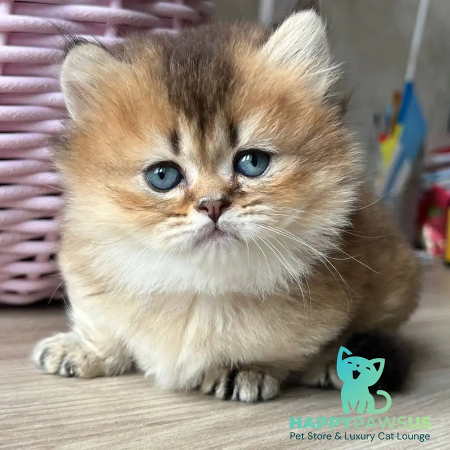 Patrik Munchkin male black golden ticked tabby - live animals
