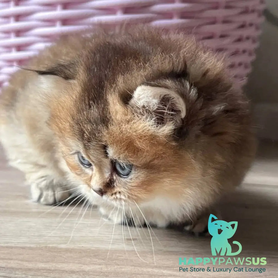 Patrik Munchkin male black golden ticked tabby - live animals