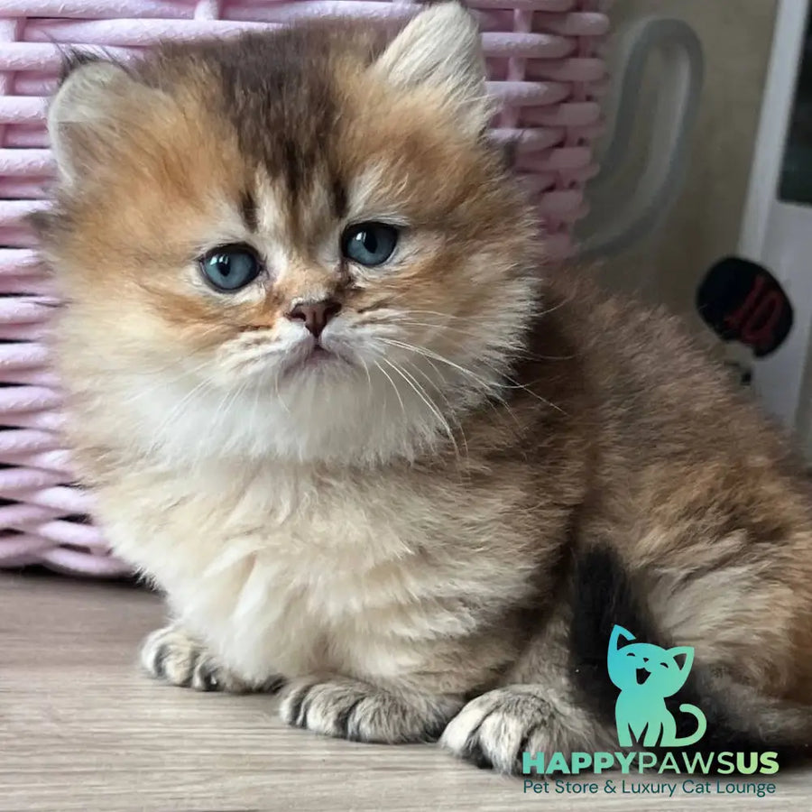 Patrik Munchkin male black golden ticked tabby - live animals