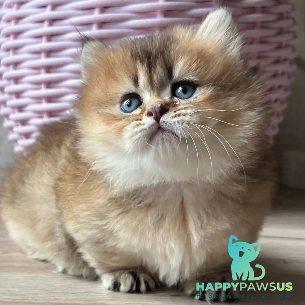 Patrik Munchkin male black golden ticked tabby - live animals