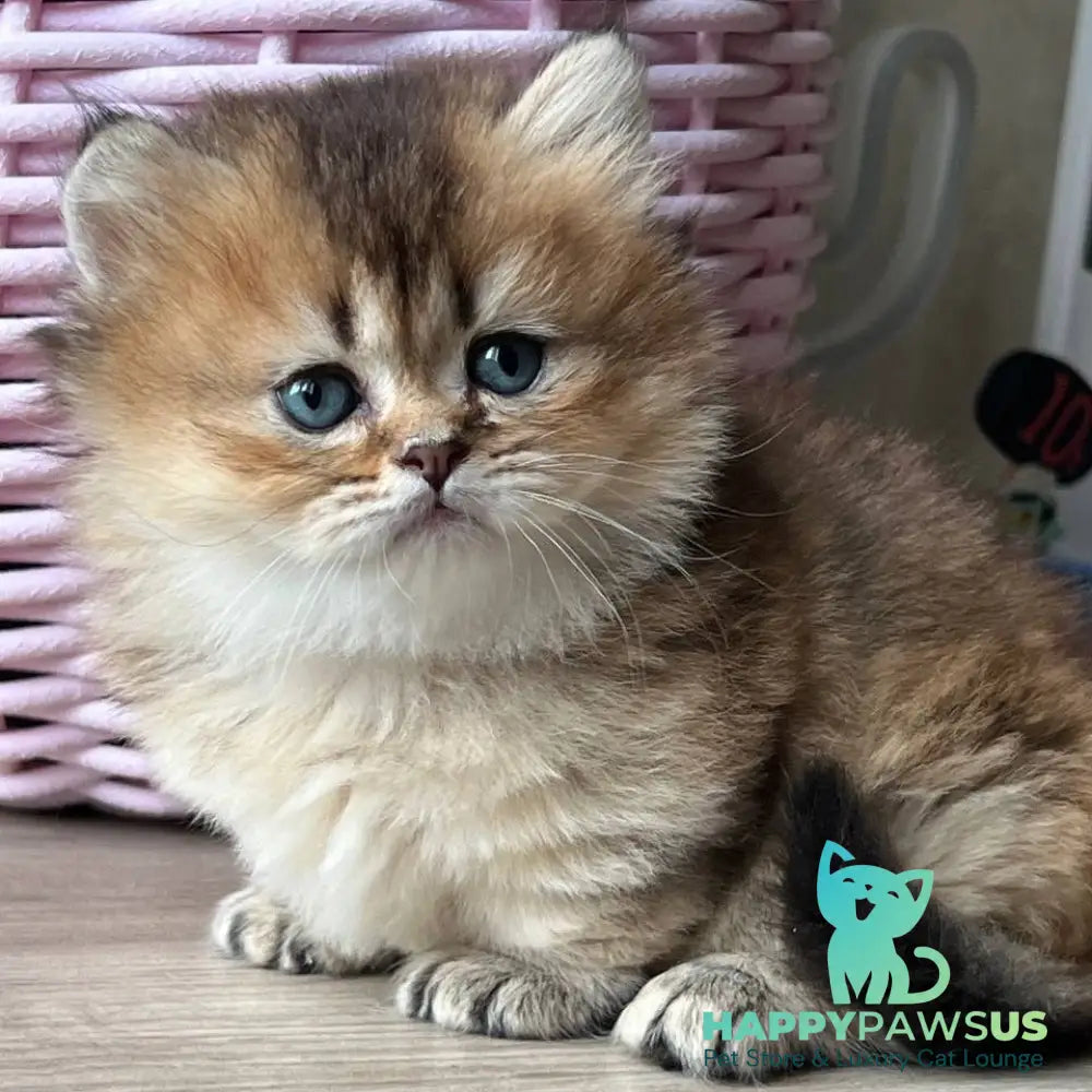 Patrik Munchkin male black golden ticked tabby - live animals