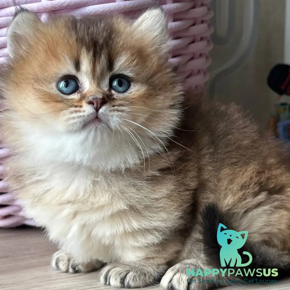 Patrik Munchkin male black golden ticked tabby - live animals