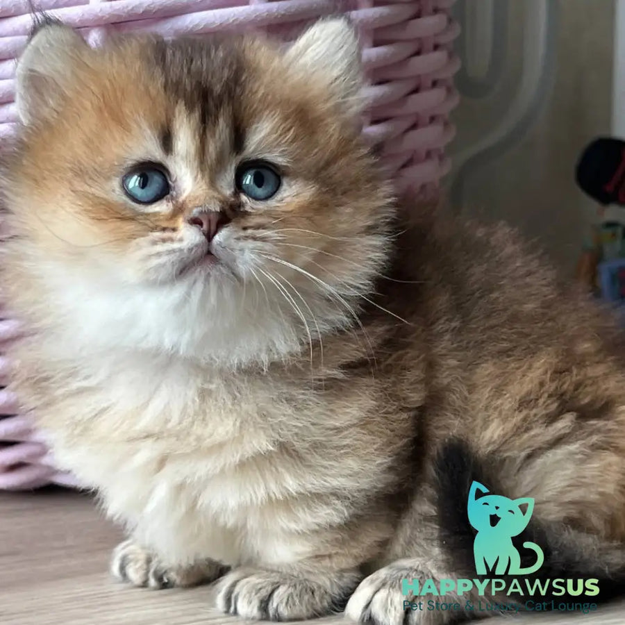 Patrik Munchkin male black golden ticked tabby - live animals