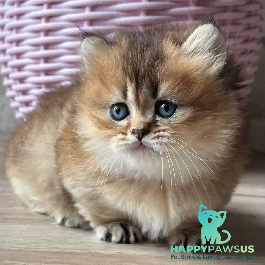 Patrik Munchkin male black golden ticked tabby - live animals