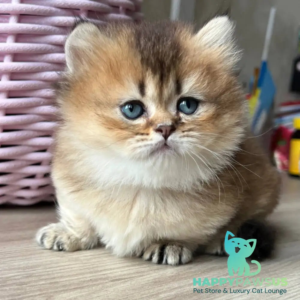 Patrik Munchkin male black golden ticked tabby - live animals