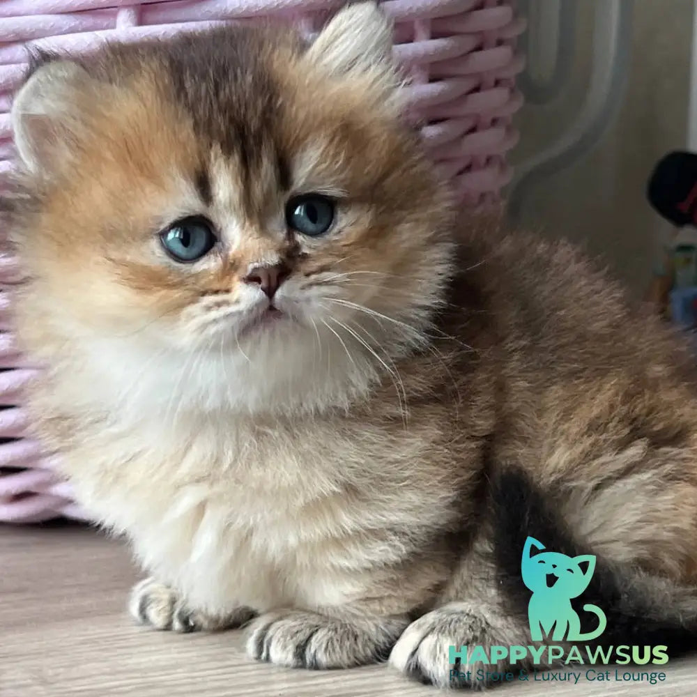 Patrik Munchkin male black golden ticked tabby - live animals