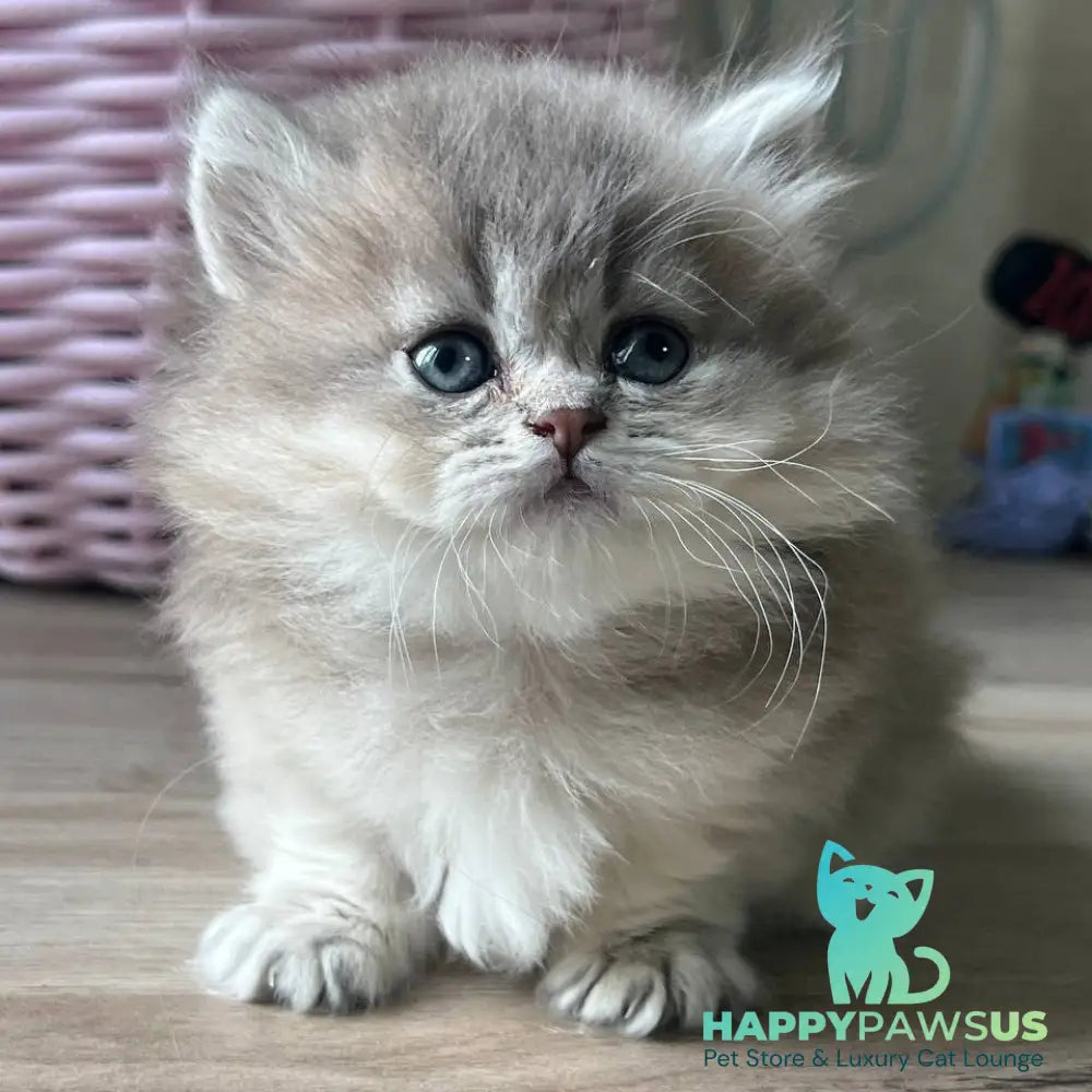 Patrisia Munchkin female blue golden shaded - live animals