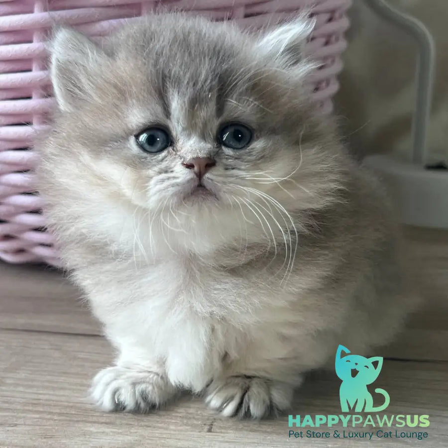 Patrisia Munchkin female blue golden shaded - live animals