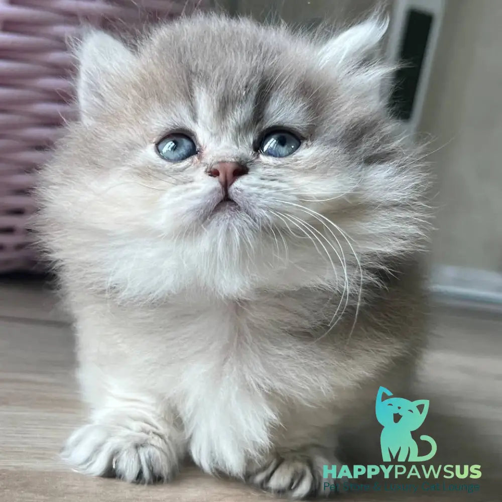 Patrisia Munchkin female blue golden shaded - live animals