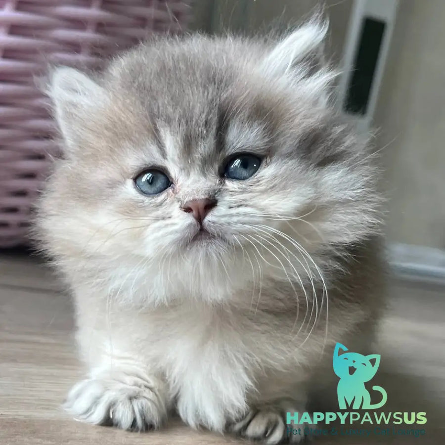 Patrisia Munchkin female blue golden shaded - live animals
