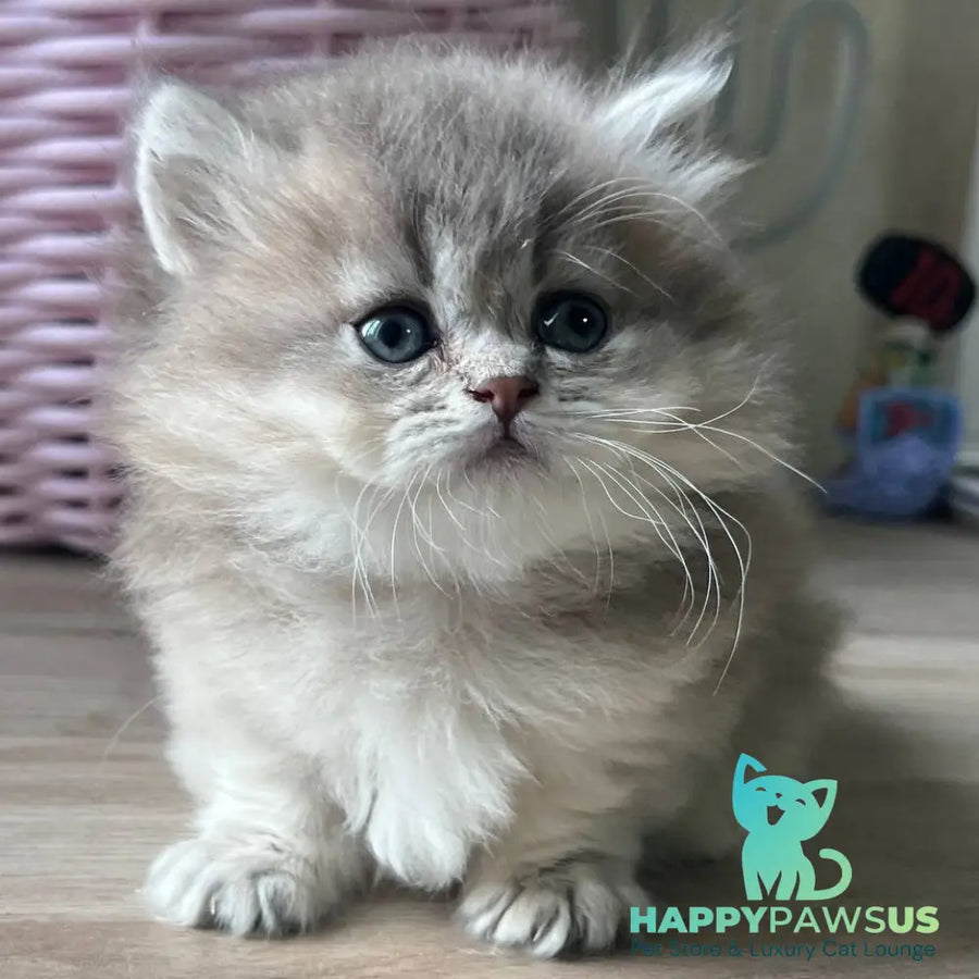 Patrisia Munchkin female blue golden shaded - live animals
