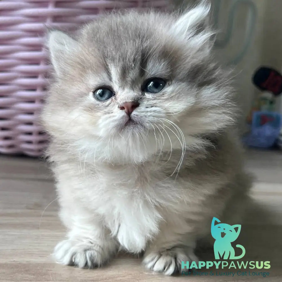 Patrisia Munchkin female blue golden shaded - live animals