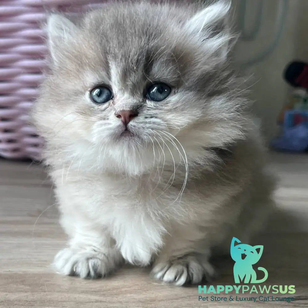 Patrisia Munchkin female blue golden shaded - live animals