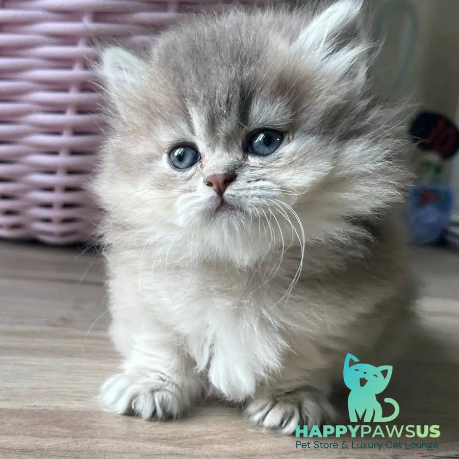 Patrisia Munchkin female blue golden shaded - live animals